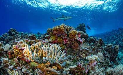 Ailinginae Atoll - Ailinginae Atoll in the Marshall Islands. Photo credit: Greg Asner